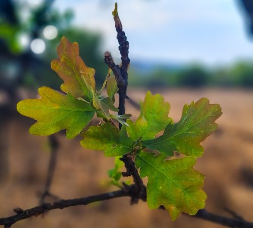 Oak leaf
