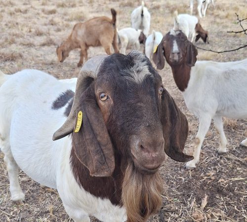 boer bok
