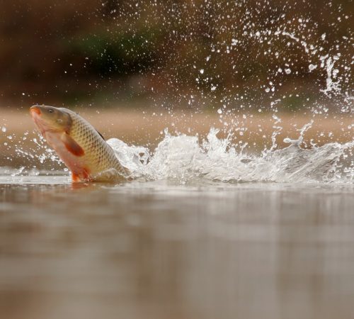 fishing_1